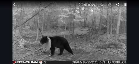 Michigan Wildlife Officials Rescue Black Bear After 2-Year Struggle with Plastic Lid