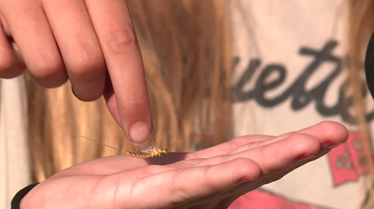It’s Officially Summer in Luna Pier – The Mayflies Have Arrived!