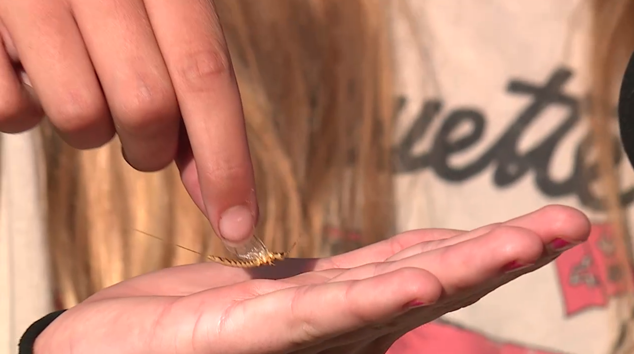 It’s Officially Summer in Luna Pier - The Mayflies Have Arrived!
